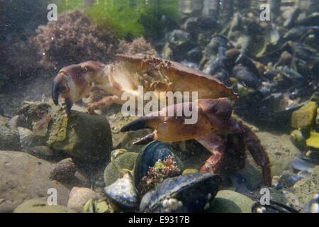 Essbare Krabben / Braunbeine (Cancer Pagurus), die in einem Steinpool auf einer felsigen Küste unter Miesmuscheln (Mytilus edulis), Wales, Großbritannien, wandern. Stockfoto