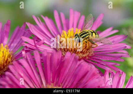 Sunfly (Helophilus pendelnden) Fütterung auf auf rosa Aster (Aster Novae-Angliae) in einem Garten von Wiltshire, UK, September. Stockfoto