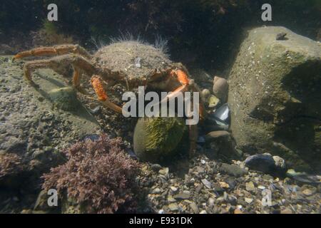 Weibliche gemeinsame Seespinnen / stacheligen Spider crab (Maja Brachydactyla / Maja Squinado) zu Fuß über den Boden von einem Rockpool. Stockfoto