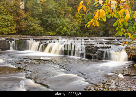 Herbst auf dem Fluß Ure am oberen Aysgarth verliebt sich in den Yorkshire Dales National Park, North Yorkshire, England, UK Stockfoto