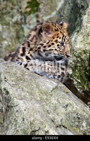 Ein Amur Leopard Cub in einige Felsen sitzend Stockfoto