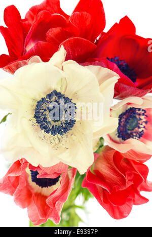 Bouquet von roten und weißen Anemone Blumen auf weiß. selektiven Fokus. Retro-Stil getönten Bild Stockfoto