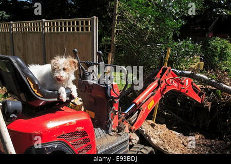 2830. Hund Digger, UK Stockfoto