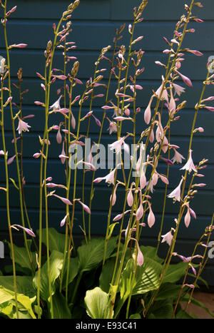 3290. Hosta Blumen, Kent UK. Stockfoto