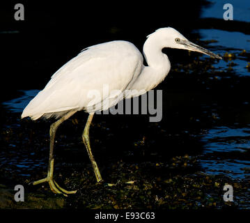 Weiße kleine Reiher, Egretta Garzetta, unreif Stockfoto