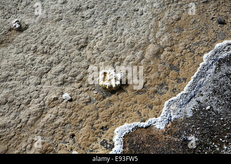 Detail der Kante einer heißen Quelle in West Thumb Geyser Basin im Yellowstone-Nationalpark, Wyoming, USA Stockfoto