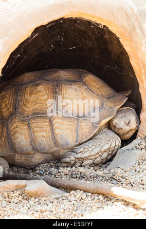 Name: Reptilia Chelonia Eischwiele Geochelone Sulcata Stockfoto