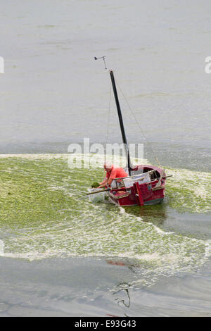 Algen werden für den Einsatz als Ferlilizer sammeln Stockfoto