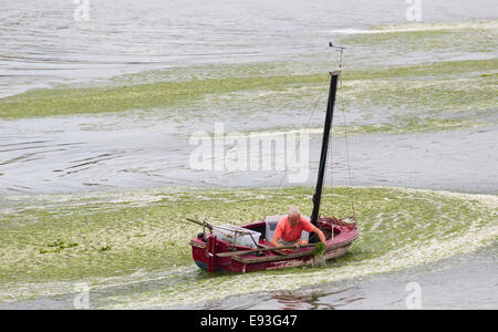 Algen werden für den Einsatz als Ferlilizer sammeln Stockfoto