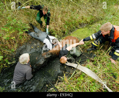 Hamburg, Deutschland. 18. Oktober 2014. Kutscher Norbert Fenske (L) und Feuerwehrleute bereiten die Rettung des Pferdes Emma Ina aus einem Graben in Hamburg, Deutschland, 18. Oktober 2014. Das vierjährige Pferd rutschte in den Graben auf einer Wiese im Stadtteil Moorwerder und von einem Traktor gezogen werden musste. Foto: Daniel Bockwoldt/Dpa/Alamy Live News Stockfoto