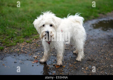 Zwergschnauzer Hund spazieren, Wimbledon, London, UK Stockfoto