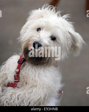 Zwergschnauzer Hund spazieren, Wimbledon, London, UK Stockfoto