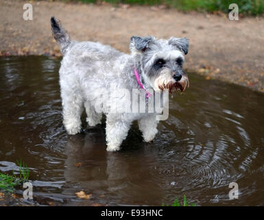 Zwergschnauzer Hund stehend in einer Pfütze von Wasser Stockfoto