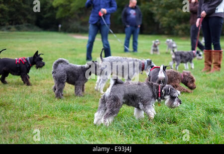 Zwergschnauzer Hund spazieren, Wimbledon, London, UK Stockfoto