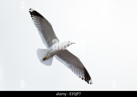 Larus Canus, gemeinsame Gull. Das Foto wurde im Kandalaksha Golf am Weißen Meer. Russland, Gebiet Murmansk. Insel Lodeinoe Stockfoto