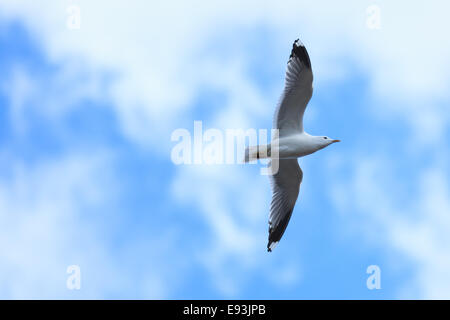 Larus Canus, gemeinsame Gull. Das Foto wurde im Kandalaksha Golf am Weißen Meer. Russland, Gebiet Murmansk. Insel Lodeinoe Stockfoto