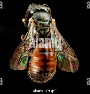 Ceratina Tricolor, m, Panama, Rücken 2014-08-29-162325 ZS PMax 14906230320 o Stockfoto