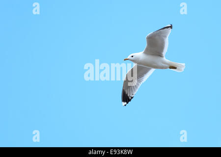 Larus Canus, gemeinsame Gull. Das Foto wurde im Kandalaksha Golf am Weißen Meer. Russland, Gebiet Murmansk. Insel Lodeinoe Stockfoto