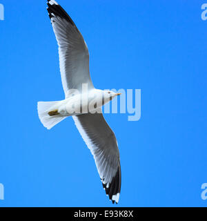 Larus Canus, gemeinsame Gull. Das Foto wurde im Kandalaksha Golf am Weißen Meer. Russland, Gebiet Murmansk. Insel Lodeinoe Stockfoto