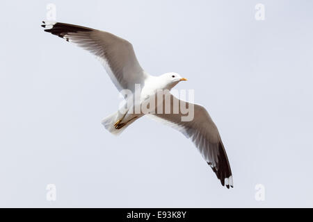 Larus Canus, gemeinsame Gull. Das Foto wurde im Kandalaksha Golf am Weißen Meer. Russland, Gebiet Murmansk. Insel Lodeinoe Stockfoto