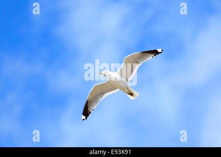 Larus Canus, gemeinsame Gull. Das Foto wurde im Kandalaksha Golf am Weißen Meer. Russland, Gebiet Murmansk. Insel Lodeinoe Stockfoto