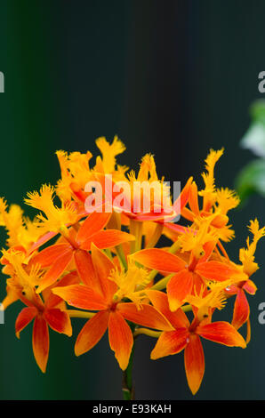 Spektakuläre Orchidee in voller Blüte in einem Wintergarten/Gewächshaus. Schuss mit einem Teleobjektiv Tiefenschärfe zu erstellen. Stockfoto