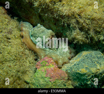 Krake, Octopus Vulgaris, close-up Form aufs Mittelmeer. Dieses Bild wurde in Malta aufgenommen. Stockfoto