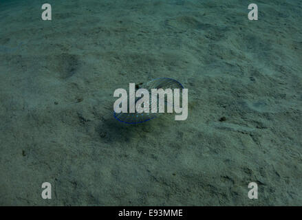 Fliegen, Knurrhahn, Dactylus Volitans, Foto von Malta, westliches Mittelmeer. Stockfoto