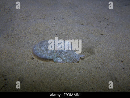 Gemeinsamen Tintenfisch, Sepia Officinalis, im Mittelmeer in Malta. Stockfoto