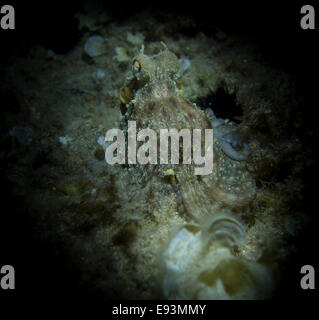 Krake, Octopus Vulgaris, close-up Form aufs Mittelmeer. Dieses Bild wurde in Malta aufgenommen. Stockfoto