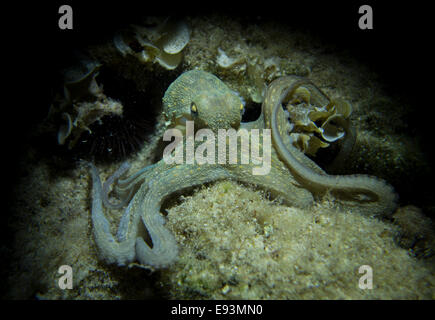 Krake, Octopus Vulgaris, close-up Form aufs Mittelmeer. Dieses Bild wurde in Malta aufgenommen. Stockfoto