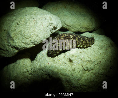 Variable Seegurke, Holothuria Sanctori, in der Nacht auf einem felsigen Riff im Mittelmeer, Malta. Stockfoto