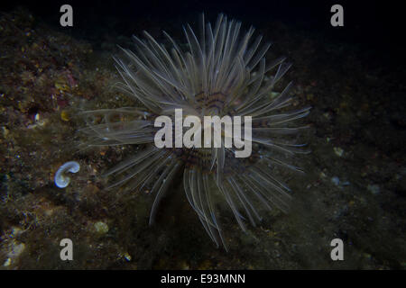 Europäischen Fan-Wurm, Sabella Spallanzanii, Nahaufnahme vom Mittelmeer entfernt, Cirkewwa, Malta. Stockfoto