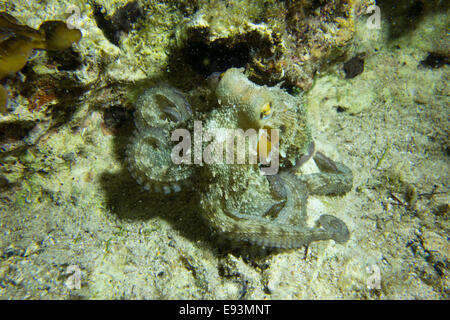 Krake, Octopus Vulgaris, close-up Form aufs Mittelmeer. Dieses Bild wurde in Malta aufgenommen. Stockfoto