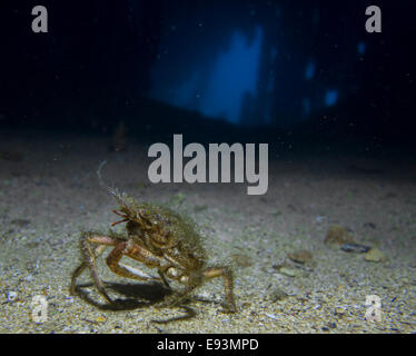 Europäische Spider crab, Maja Squinado, in dem Wrack der HMS Maori im Mittelmeer, Valletta, Malta. Stockfoto