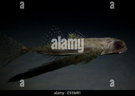 Fliegen, Knurrhahn, Dactylus Volitans, Foto von Malta, westliches Mittelmeer. Stockfoto