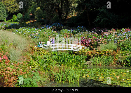 Die Hortensie-Tal im Trebah Gardens in der Nähe von Mawnan Smith, Cornwall, UK Stockfoto