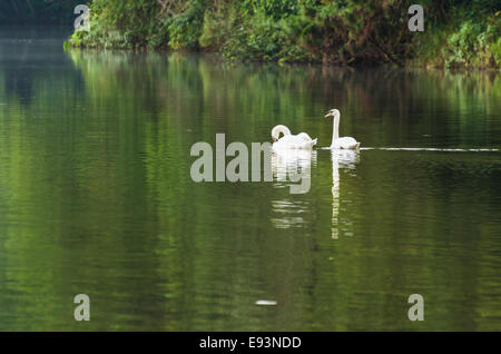 Weißer Schwan und sein Weibchen Schwimmen am See in Pang Ung Nationalpark Mae Hong Son Provinz, Thailand Stockfoto