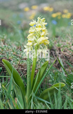 Eine einzelne Spitze Pale-Flowered Orchidee gefunden in einer türkischen Wiese Stockfoto