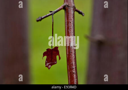 Nahaufnahme der Regen fallen auf Ahornblatt Stockfoto