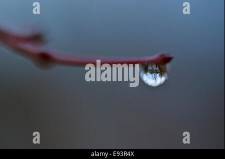 Nahaufnahme der Regen fallen auf Ahorn Glied Stockfoto
