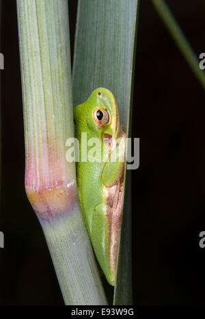 Amerikanischen grünen Laubfrosch (Hyla Cinerea) in das Blatt Tasche ein Sumpf Gras versteckt. High Island, Texas, USA Stockfoto