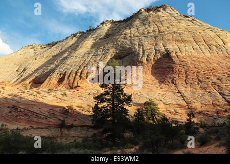 Felsformationen im Zion National Park Stockfoto