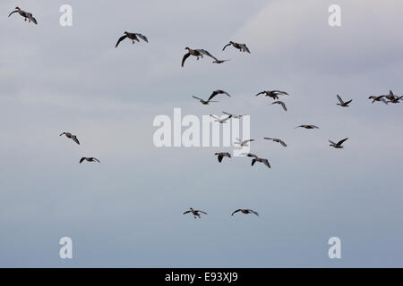 Pink-footed Gänse (Anser Brachyrhynchus).  Knäuel herab zu landen. Beine, "Fahrwerk" gesenkt. Martin Mere. WWT-Zentrum. Stockfoto