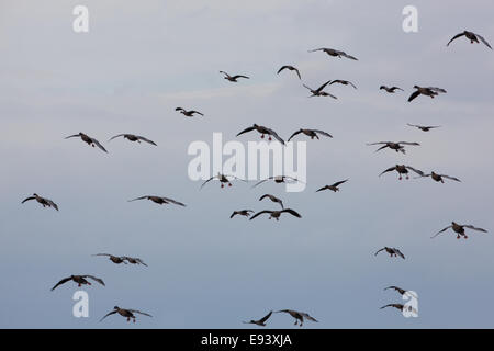 Pink-footed Gänse (Anser Brachyrhynchus).  Knäuel herab zu landen. Beine, "Fahrwerk" gesenkt. Martin Mere WWT Lancashire Stockfoto