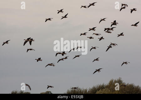 Pink-footed Gänse (Anser Brachyrhynchus).  Knäuel, Silhouette, herab zu landen. Abendlicht. Stockfoto