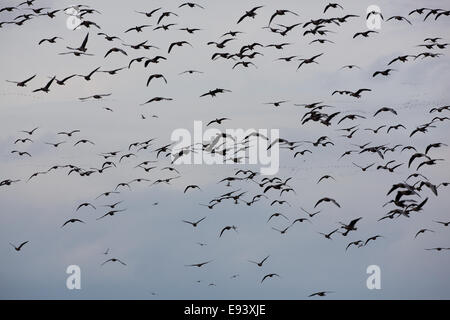 Pink-footed Gänse (Anser Brachyrhynchus).  Stränge in der Silhouette, herab zu landen. Abendlicht. Martin Mere. WWT. Oktober. Stockfoto