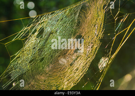 Golden Orb Weaver Spider wirft einen Schatten auf seine Web, Mt. Cootha Botanic Garden, Brisbane, Queensland, Australien Stockfoto