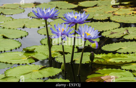 Wasser-Lilien, Mt. Cootha Botanischer Garten, Brisbane, Queensland, Australien Stockfoto