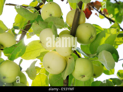 Tasten des weißen Äpfel auf dem Baum Stockfoto